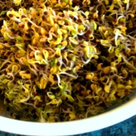 homemade sprouts